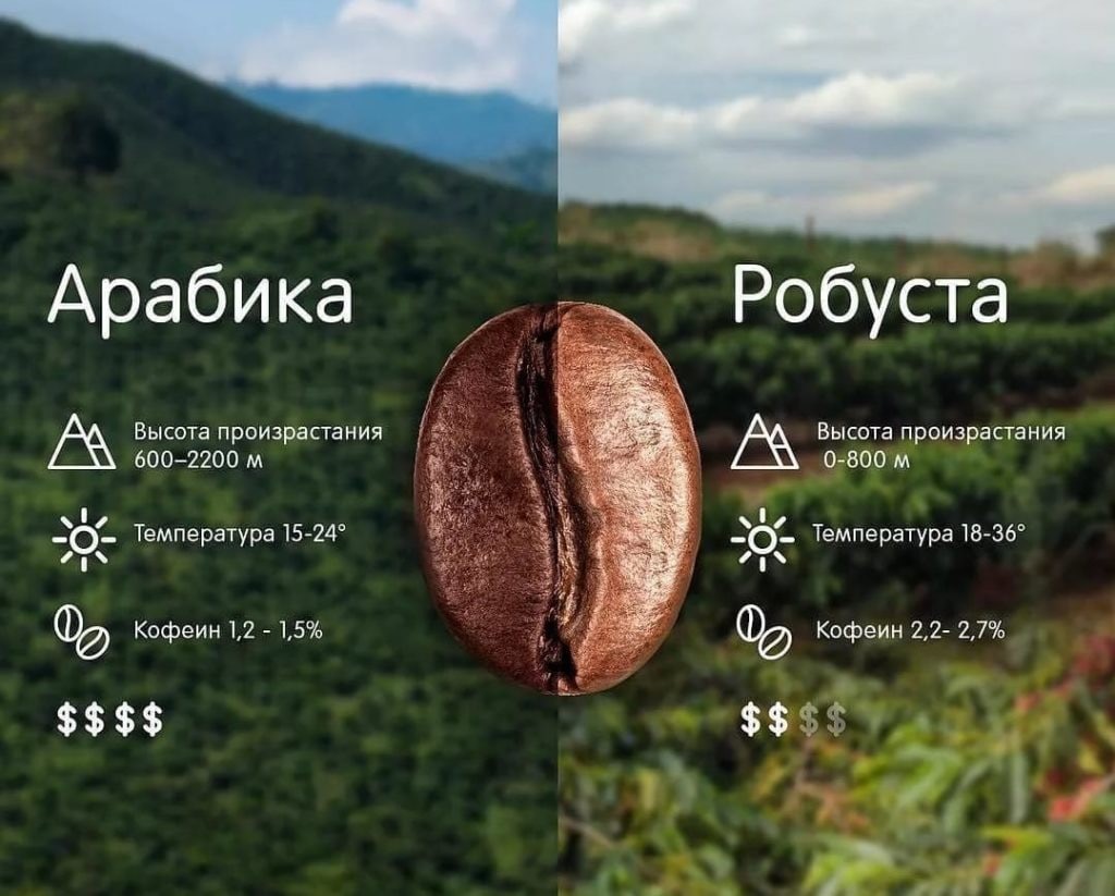 Сравнение арабики и робусты зерна Сравнение арабики и робусты зерна