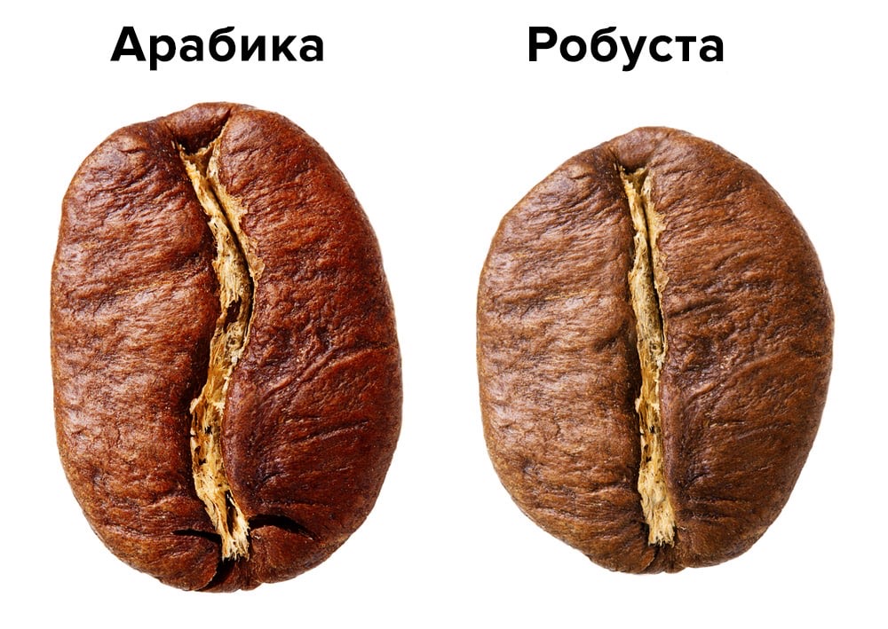 Арабика или Робуста. В чем разница? По ширине